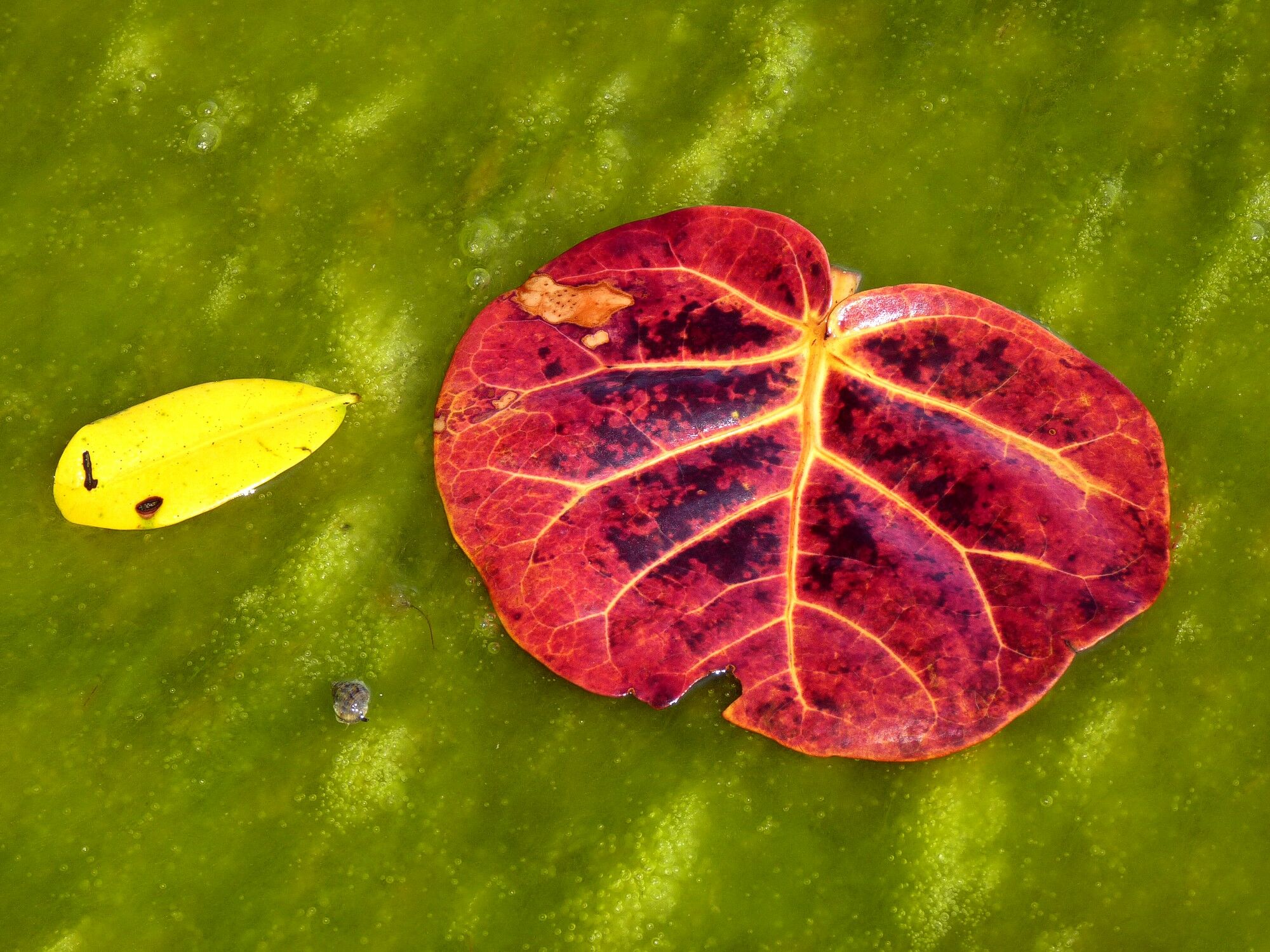 Click to See Next Image